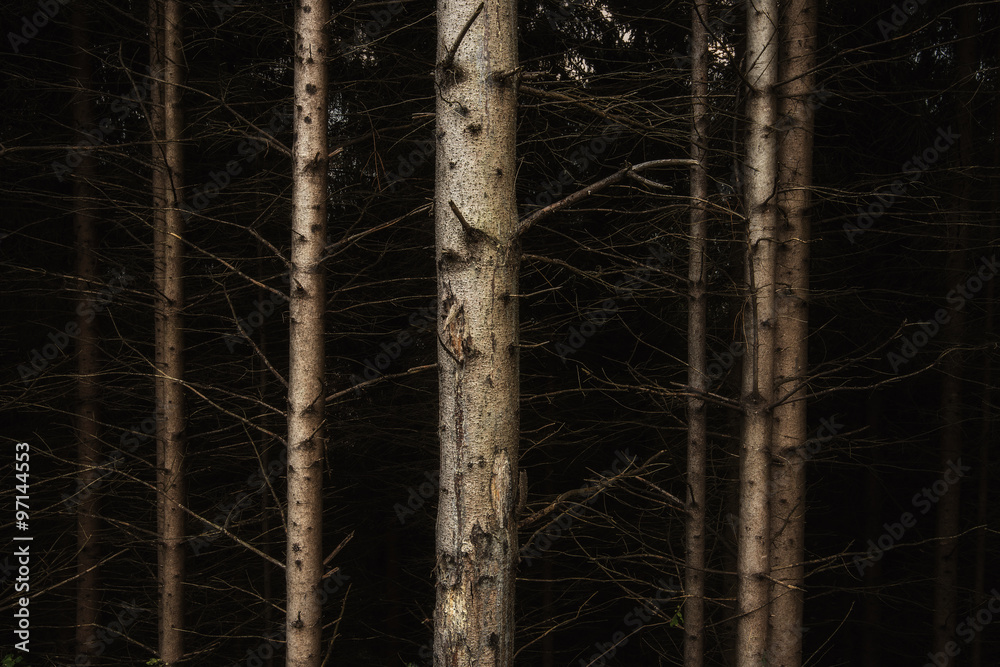 Foresta oscura