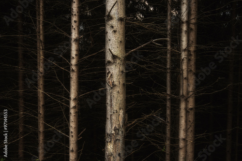 Obraz na płótnie Foresta oscura w salonie