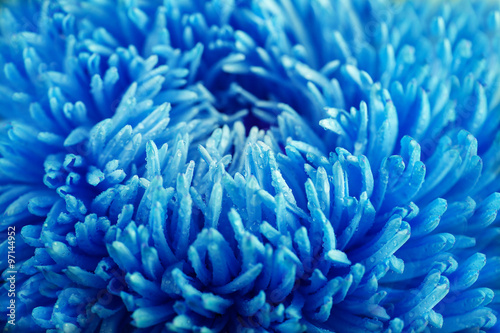 Beautiful blue chrysanthemum  flower, close-up