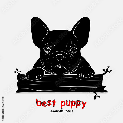 French bulldog