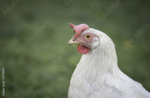 Poule pondeuse blanche