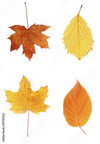 Different autumn leaves  isolated on white