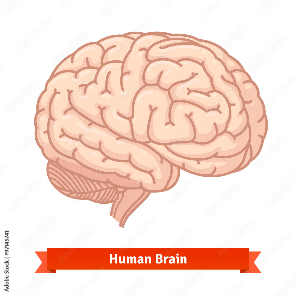 Human brain. Three-quarter view Human brain. Three-quarter view