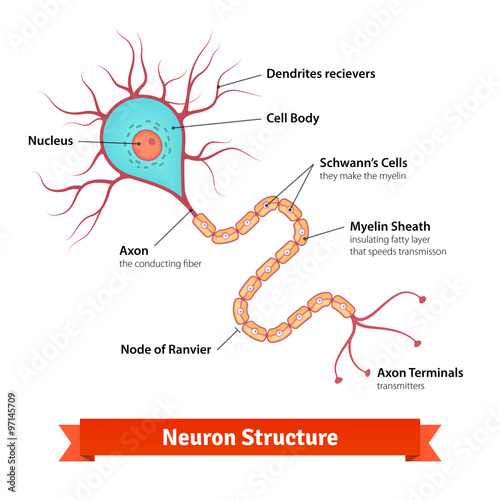 Brain neuron cell diagram