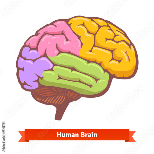Coloured human brain diagram