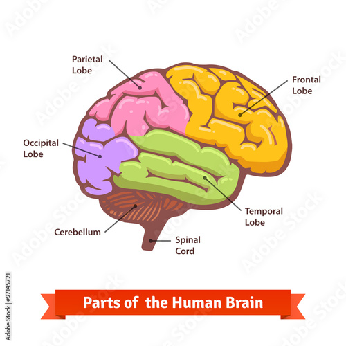 Fototapeta Naklejka Na Ścianę i Meble -  Colored and labeled human brain diagram