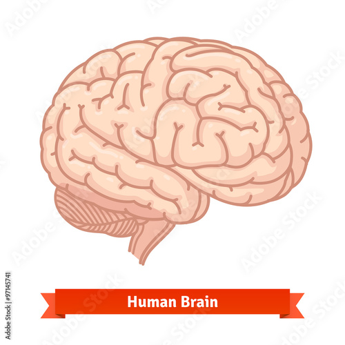 Human brain. Three-quarter view