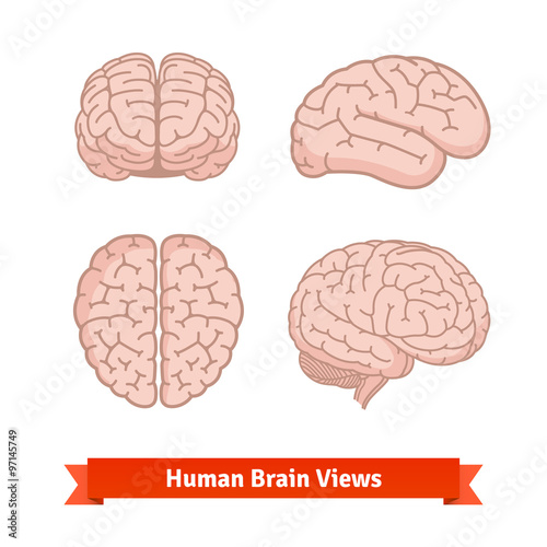Human brain views. Top, frontal, side.