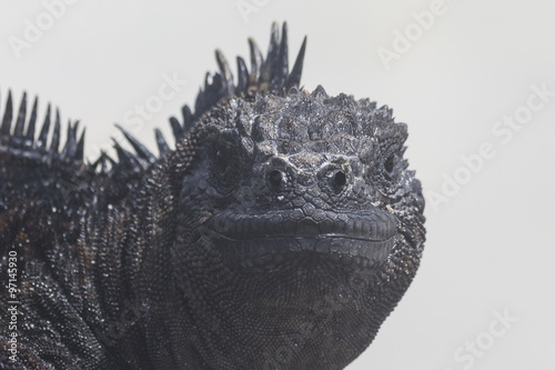 Meerechse (Iguana marina) in Frontalansicht