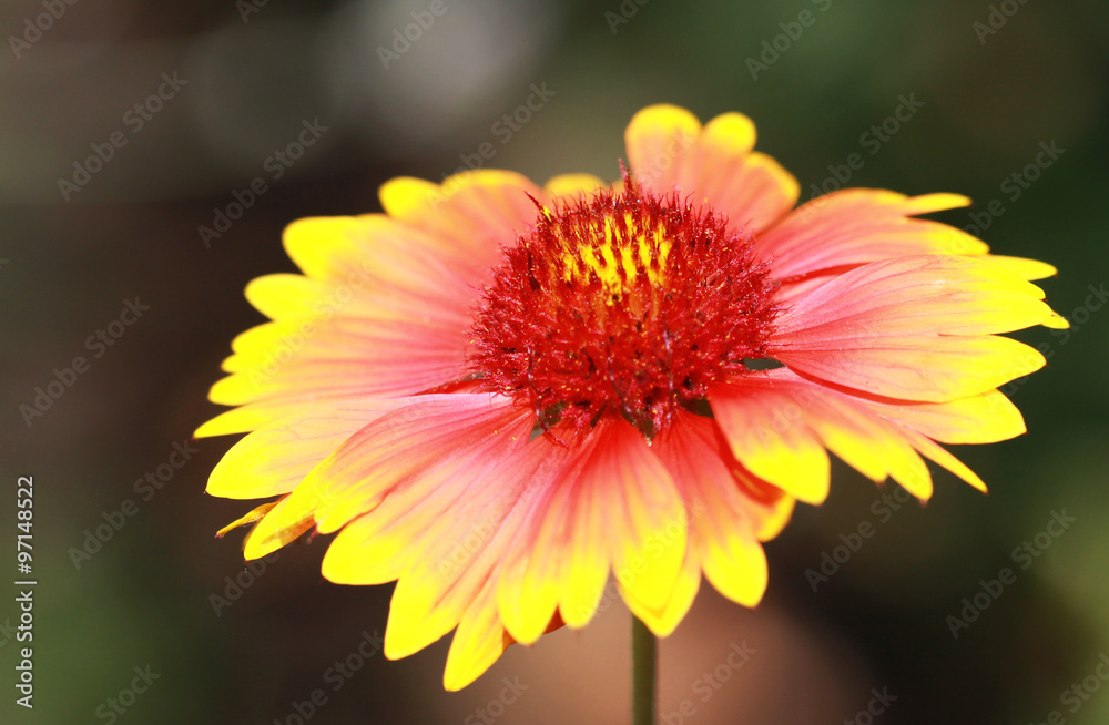 Sommerblume Sommerblume