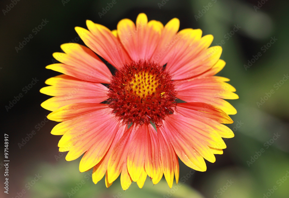 Sommerblume
