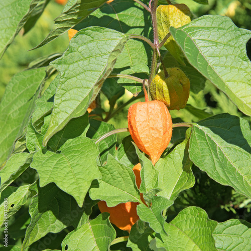 Lampionblume - Physalis alkekengi photo