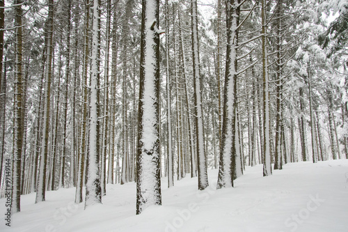 Forest in winter covered with snow