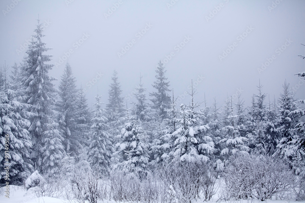 Christmas background with snowy fir trees