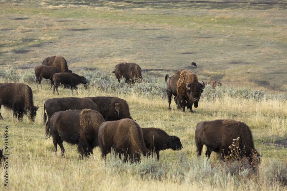 Herd of bison grazing in Lamar Valley, Yellowstone Park, Wyoming. Herd of bison grazing in Lamar Valley, Yellowstone Park, Wyoming.