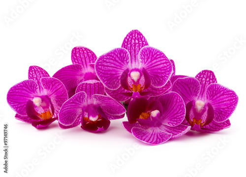 Fototapeta Naklejka Na Ścianę i Meble -  Orchid flower head bouquet  isolated on white background cutout