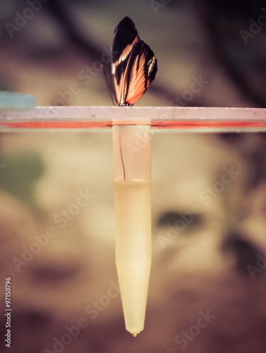 Tropical Butterfly