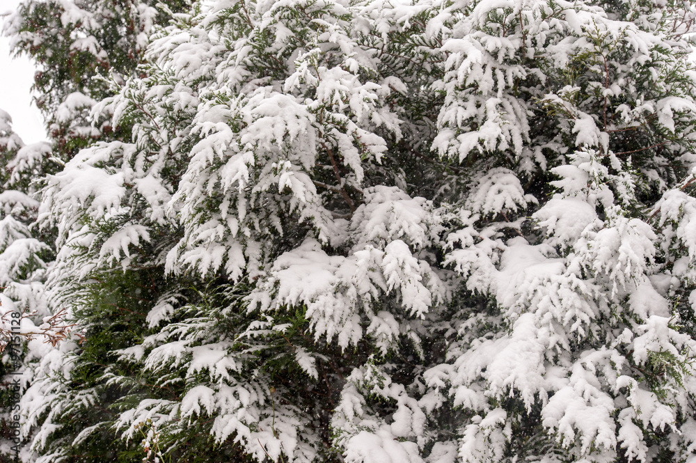 Snow covering trees and bush leaves