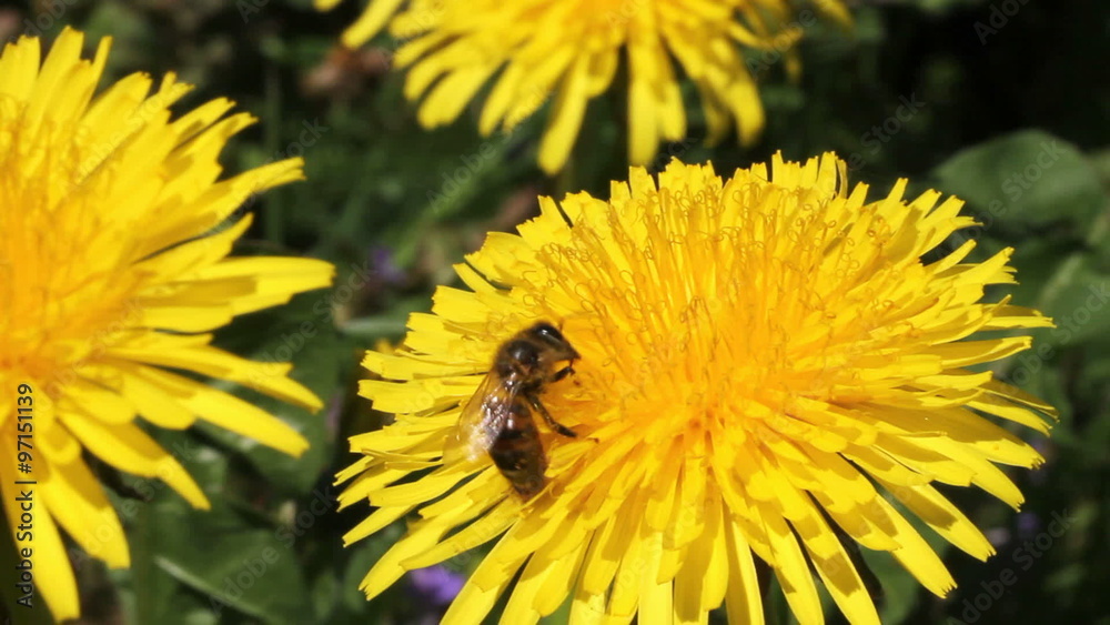 Bee is working for honey. Yellow dandelion - honey plant. Bee is working for honey. Yellow dandelion - honey plant.