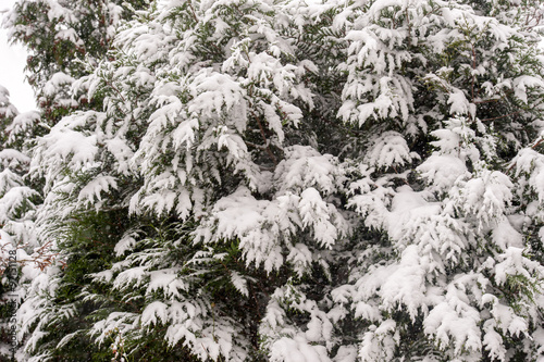 Snow covering trees and bush leaves © Jason Lovell