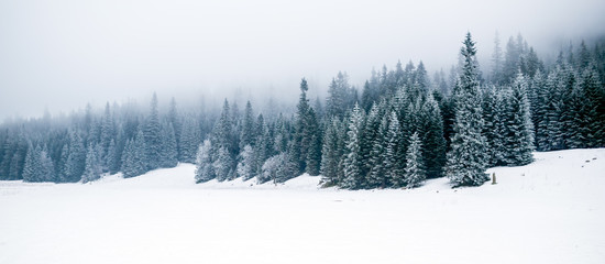 Winter white forest with snow, Christmas background