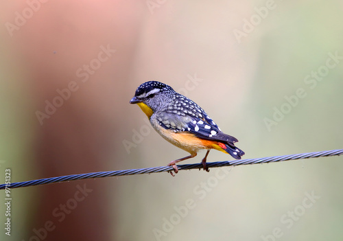 Spotted pardalote (Pardalotus punctatus) in Australia
 photo