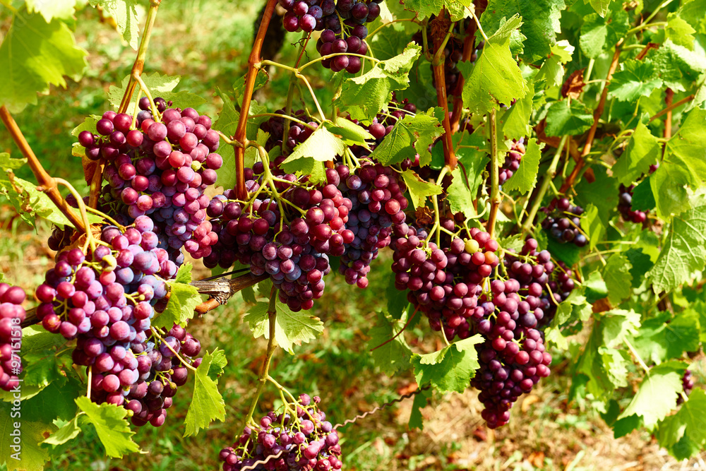 Vine berries in sunshine1