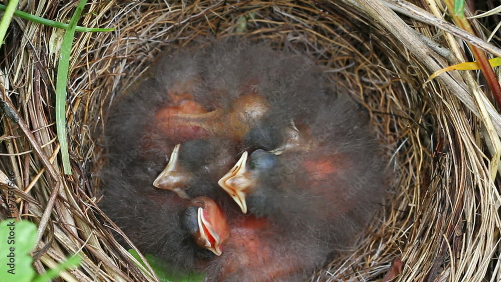 Birds nest with chicks. Birds nest with chicks.