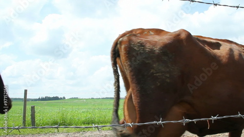 Flock of caw is going from pasture to the cow shad.