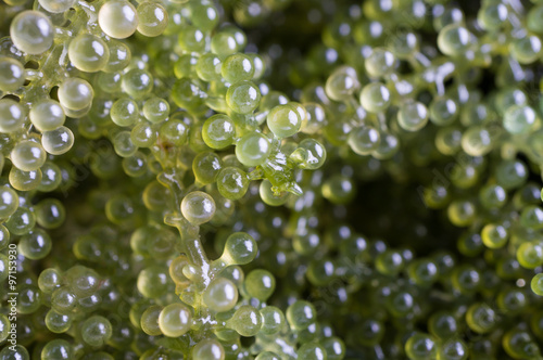 Seaweed ,Healthy Food , Oval sea grapes seaweed