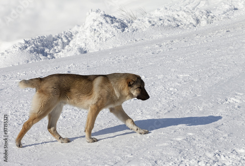 Dog on snowy ski slope at sun day © BSANI