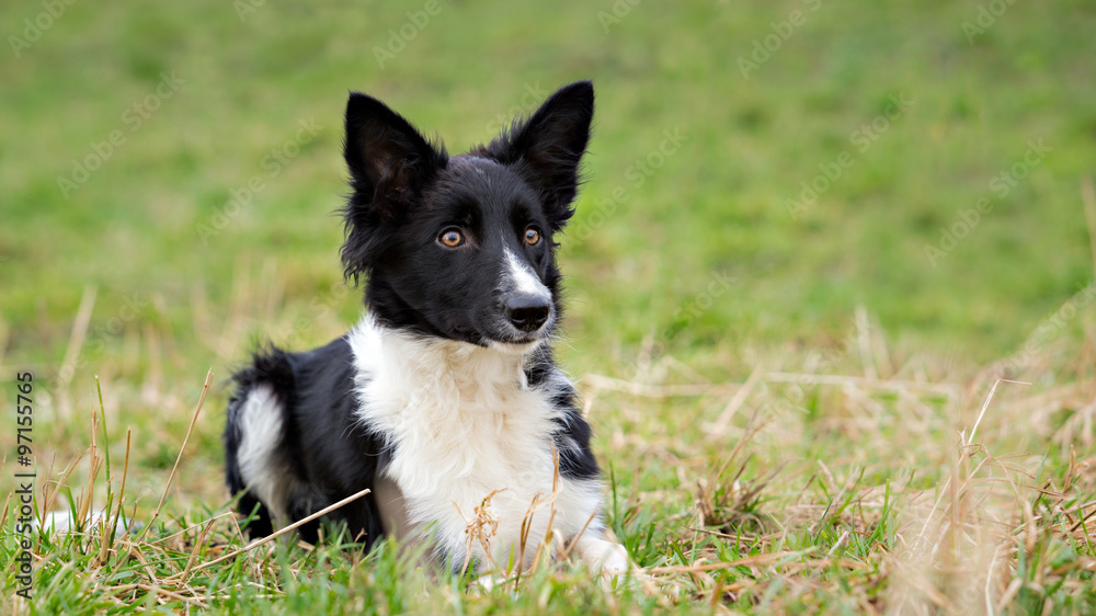 Border Collie pup, 8 months old