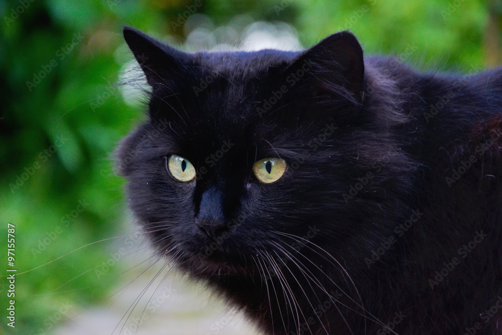 Close up of thick long hair black Chantilly Tiffany cat lying at the garden. Fat tomcat with stunning big green eyes sitting at home