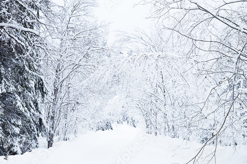 Wallpaper Mural Russian winter forest road in snow Torontodigital.ca