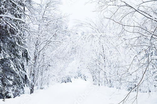 Russian winter forest road in snow