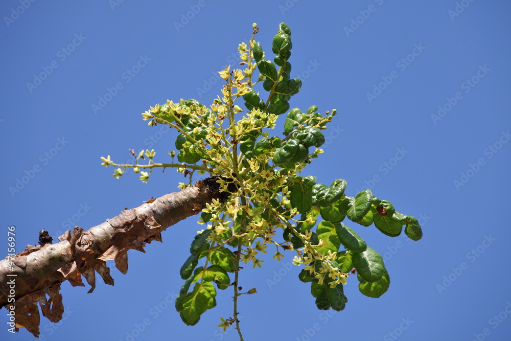Boswellia tree - frankincense - flower buds - obrazy, fototapety, plakaty 