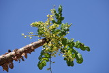 Boswellia tree - frankincense - flower buds