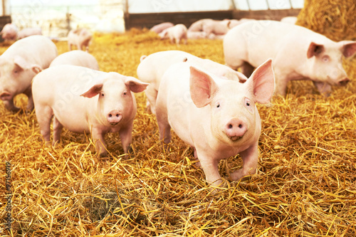 Fotografie, Obraz young piglet on hay at pig farm
