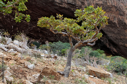 Boswellia - frankincense tree - Socotra island
 photo
