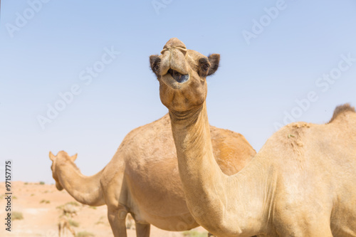 wild camels in the hot dry middle eastern desert uae with blue sky © dannyburn