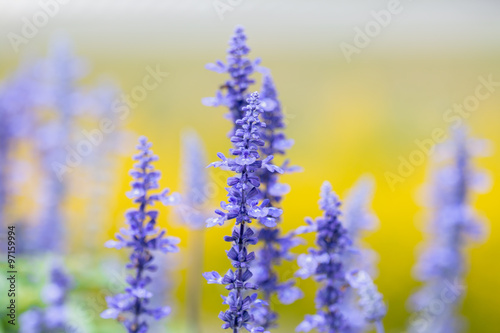 Blue Salvia flowers