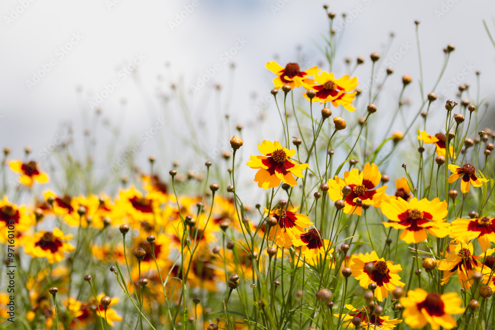 Fototapeta premium coreopsis tinctoria flowers
