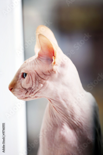 Sphynx cat looking out the window
