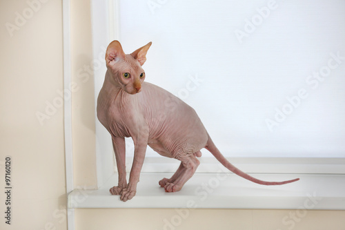 Sphinx cat on the windowsill