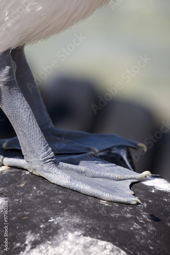 Close-up of the webbed feet of a pelican