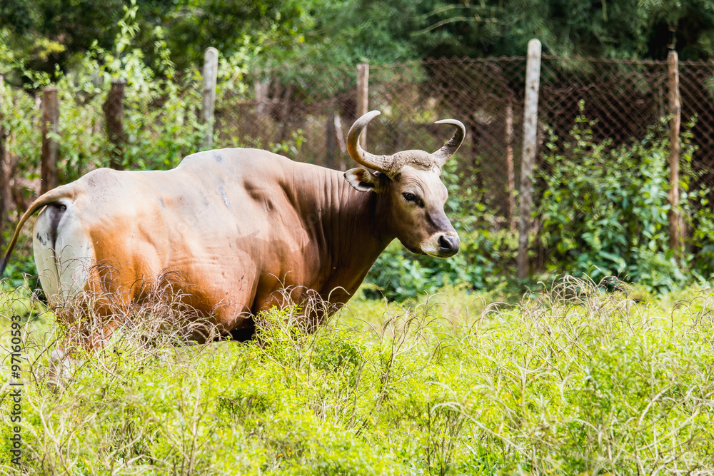 male Banteng male Banteng