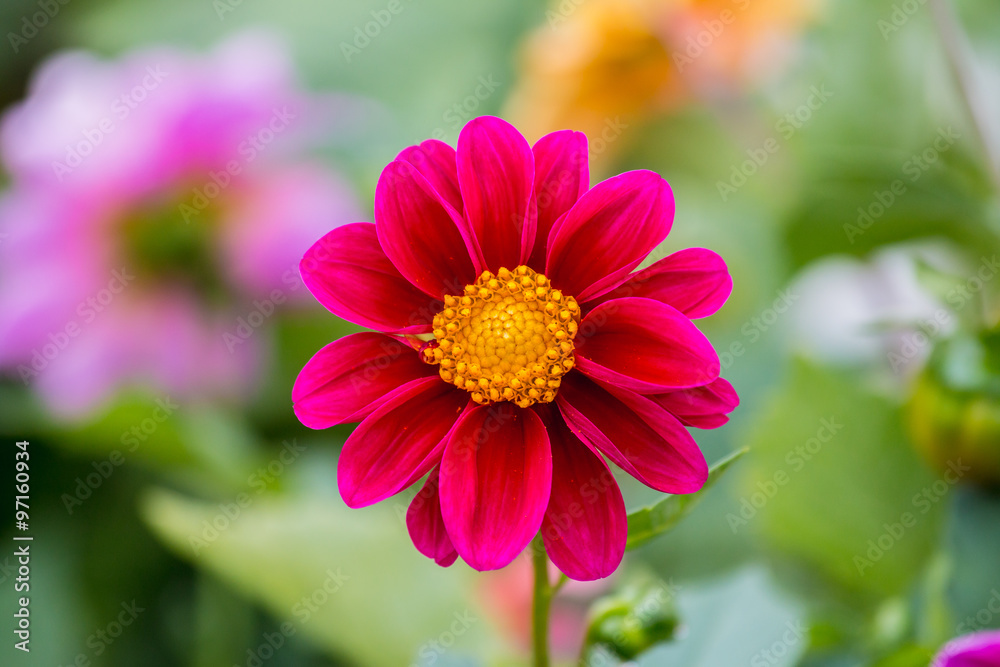 Obraz premium dahlia flower