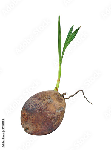 Sprout of coconut tree isolated on white background with clipping path