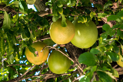 Calabash Tree photo