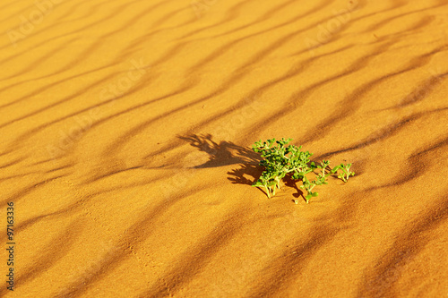 Green plants growing in sand dunes in the Sahara Desert photo